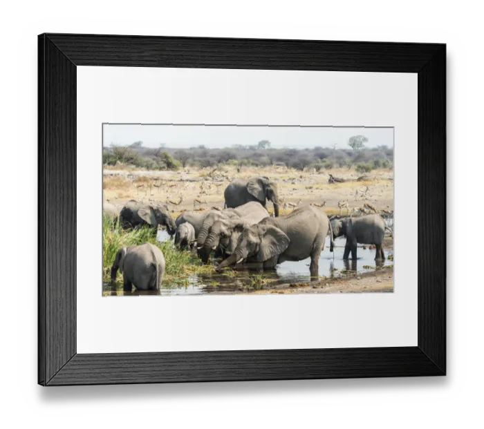 Framed Print : Herd of African Bush Elephants -Loxodonta africana- drinking at Koinachas Waterhole, Etosha National Park, Namibia