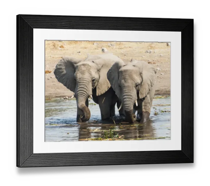 Framed Print : Two young African Bush Elephants -Loxodonta africana- standing beside one another in the water while drinking, Koinachas Waterhole, Etosha National Park, Namibia Framed Print : Two young African Bush Elephants -Loxodonta africana- standing beside one another in the water while drinking, Koinachas Waterhole, Etosha National Park, Namibia