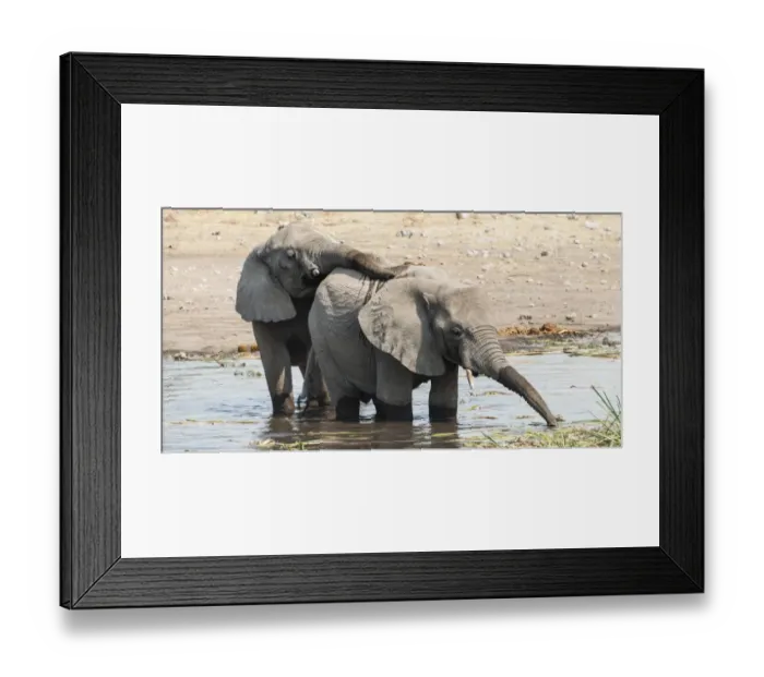 Framed Print : Two young African Bush Elephants -Loxodonta africana- playing in the water, Koinachas Waterhole, Etosha National Park, Namibia Framed Print : Two young African Bush Elephants -Loxodonta africana- playing in the water, Koinachas Waterhole, Etosha National Park, Namibia