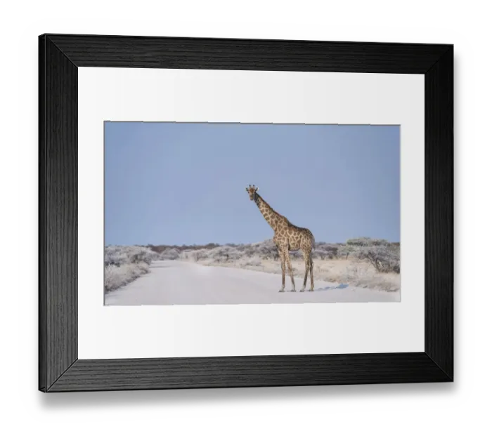 Framed Print : Giraffe -Giraffa camelopardis- walking across the street, Etosha National Park, Namibia Framed Print : Giraffe -Giraffa camelopardis- walking across the street, Etosha National Park, Namibia