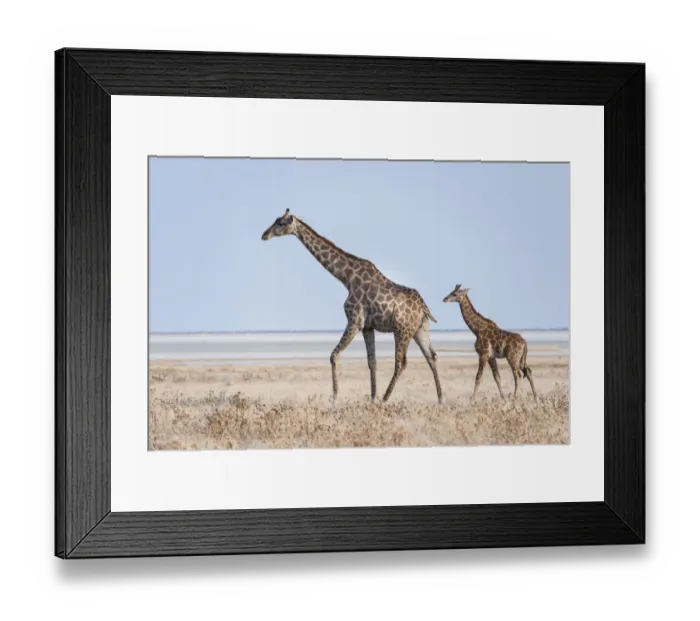 Framed Print : Giraffe -Giraffa camelopardis- with young standing in the dry grass land, Etosha Pan, Etosha National Park, Namibia Framed Print : Giraffe -Giraffa camelopardis- with young standing in the dry grass land, Etosha Pan, Etosha National Park, Namibia