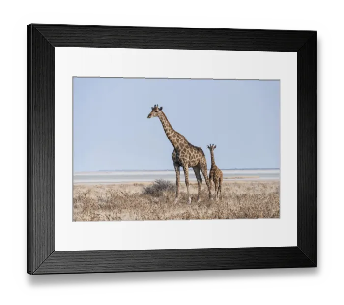 Framed Print : GGiraffe -Giraffa camelopardis- with young standing in the dry grass land, Etosha Pan, Etosha National Park, Namibia