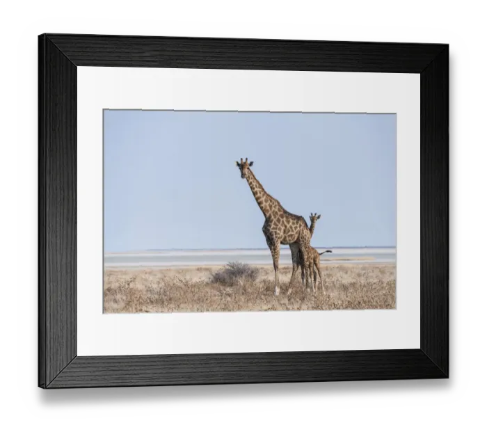 Framed Print : GGiraffe -Giraffa camelopardis- with young standing in the dry grass land, Etosha Pan, Etosha National Park, Namibia Framed Print : GGiraffe -Giraffa camelopardis- with young standing in the dry grass land, Etosha Pan, Etosha National Park, Namibia