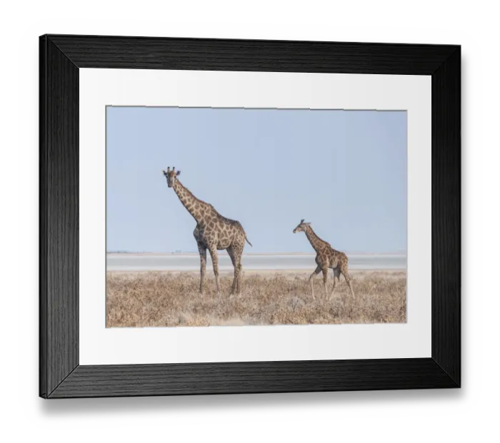 Framed Print : Giraffe -Giraffa camelopardis- with young standing in the dry grass land, Etosha Pan, Etosha National Park, Namibia