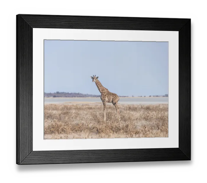 Framed Print : Young Giraffe -Giraffa camelopardis- in the dry grasslands, in the back the Etosha Pan, Etosha National Park, Namibia Framed Print : Young Giraffe -Giraffa camelopardis- in the dry grasslands, in the back the Etosha Pan, Etosha National Park, Namibia
