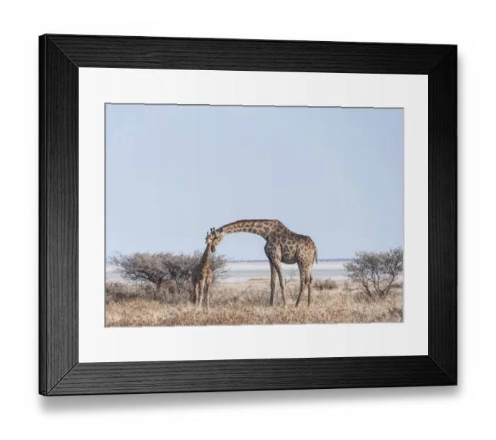 Framed Print : Giraffe -Giraffa camelopardis- with young standing next to bushes, Etosha Pan, Etosha National Park, Namibia Framed Print : Giraffe -Giraffa camelopardis- with young standing next to bushes, Etosha Pan, Etosha National Park, Namibia