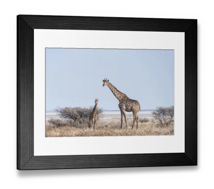 Framed Print : Giraffe -Giraffa camelopardis- with young standing next to bushes, Etosha Pan, Etosha National Park, Namibia Framed Print : Giraffe -Giraffa camelopardis- with young standing next to bushes, Etosha Pan, Etosha National Park, Namibia