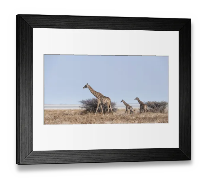 Framed Print : Giraffe -Giraffa camelopardis- with two young in front of bushes, Etosha Pan, Etosha National Park, Namibia Framed Print : Giraffe -Giraffa camelopardis- with two young in front of bushes, Etosha Pan, Etosha National Park, Namibia