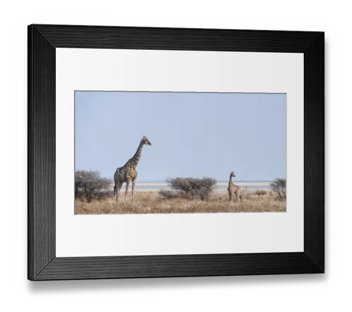 Framed Print : Giraffe -Giraffa camelopardis- with young standing next to bushes, Etosha National Park, Namibia Framed Print : Giraffe -Giraffa camelopardis- with young standing next to bushes, Etosha National Park, Namibia