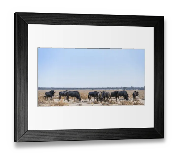 Framed Print : Blue Wildebeest -Connochaetes taurinus-, herd in dry grassland, Etosha National Park, Namibia Framed Print : Blue Wildebeest -Connochaetes taurinus-, herd in dry grassland, Etosha National Park, Namibia