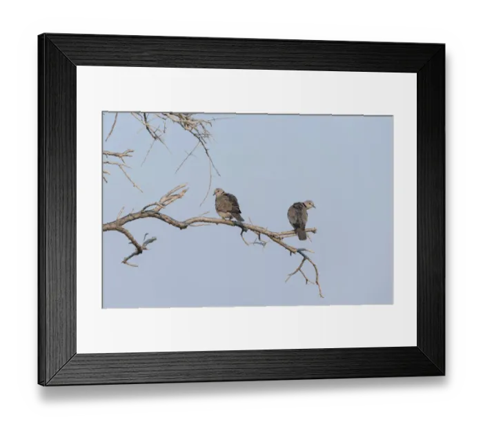 Framed Print : Ring-necked Doves -Streptopelia capicola- perched on a dry branch, Etosha National Park, Namibia Framed Print : Ring-necked Doves -Streptopelia capicola- perched on a dry branch, Etosha National Park, Namibia