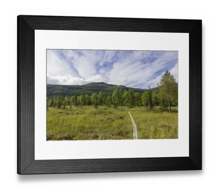 Framed Print : Boardwalk over a marsh meadow, Norrbotten County, Sweden Framed Print : Boardwalk over a marsh meadow, Norrbotten County, Sweden