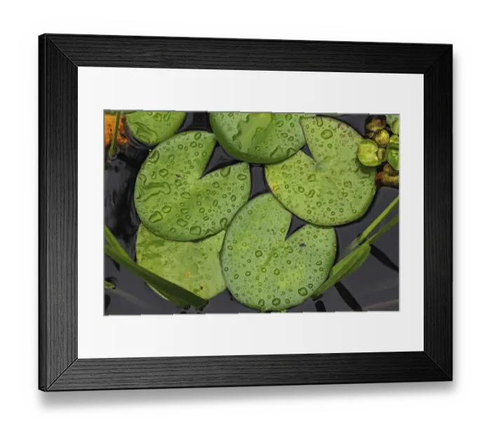 Framed Print : Lily pads, Water lily -Nymphaea-, with drops of water Framed Print : Lily pads, Water lily -Nymphaea-, with drops of water