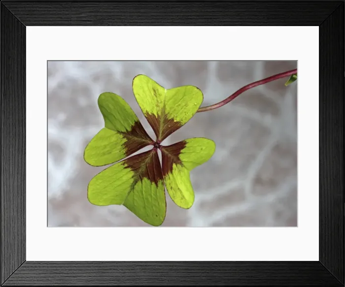 Framed Print : Clover, trefoil -Trifolium-, close-up, lucky charm Framed Print : Clover, trefoil -Trifolium-, close-up, lucky charm