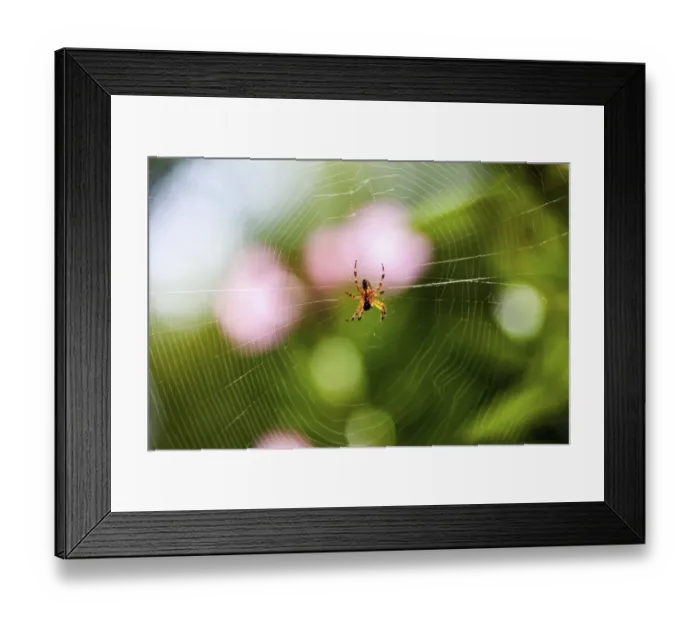 Framed Print : European Garden Spider or Cross Orbweaver -Araneus diadematus- with prey in its web, Hesse, Germany, Europe, PublicGround Framed Print : European Garden Spider or Cross Orbweaver -Araneus diadematus- with prey in its web, Hesse, Germany, Europe, PublicGround