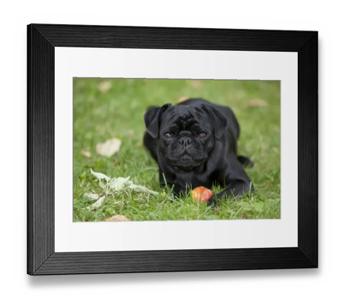 Framed Print : Black Pug lying on the grass and eating an apple Framed Print : Black Pug lying on the grass and eating an apple
