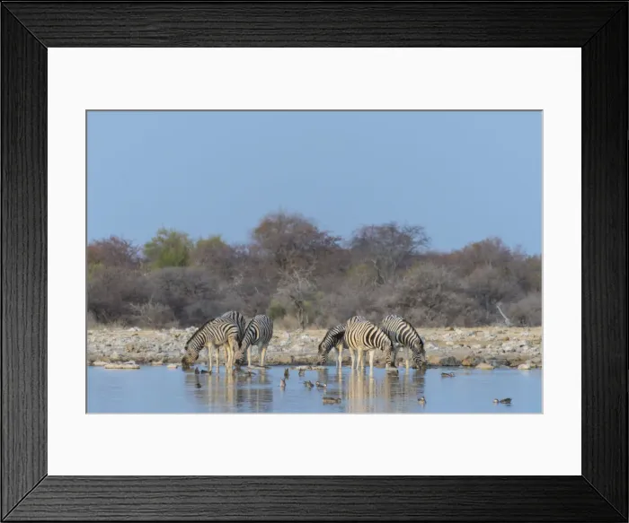 Framed Print : Zebra herd drinking, Burchells zebras -Equus quagga burchellii-, Chudop water hole, Etosha National Park, Namibia
