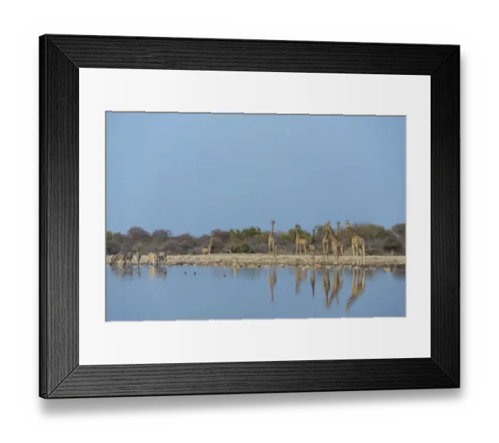 Framed Print : Giraffes -Giraffa camelopardis- Klein Namutoni waterhole, Etosha National Park, Namibia Framed Print : Giraffes -Giraffa camelopardis- Klein Namutoni waterhole, Etosha National Park, Namibia