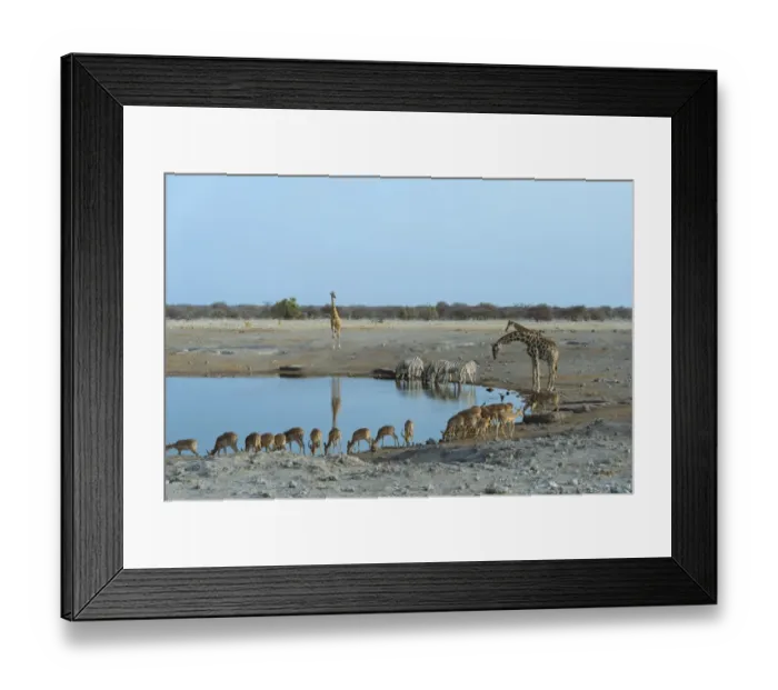 Framed Print : Burchells Zebra -Equus quagga burchellii-, Giraffes -Giraffa camelopardis- Blacked-faced Impalas -Aepyceros melampus petersi- drinking at the Chudop waterhole, Etosha National Park, Namibia