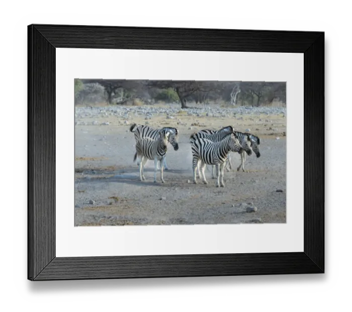 Framed Print : Small herd of zebra, Burchells zebras -Equus quagga burchellii-, Etosha National Park, Namibia Framed Print : Small herd of zebra, Burchells zebras -Equus quagga burchellii-, Etosha National Park, Namibia