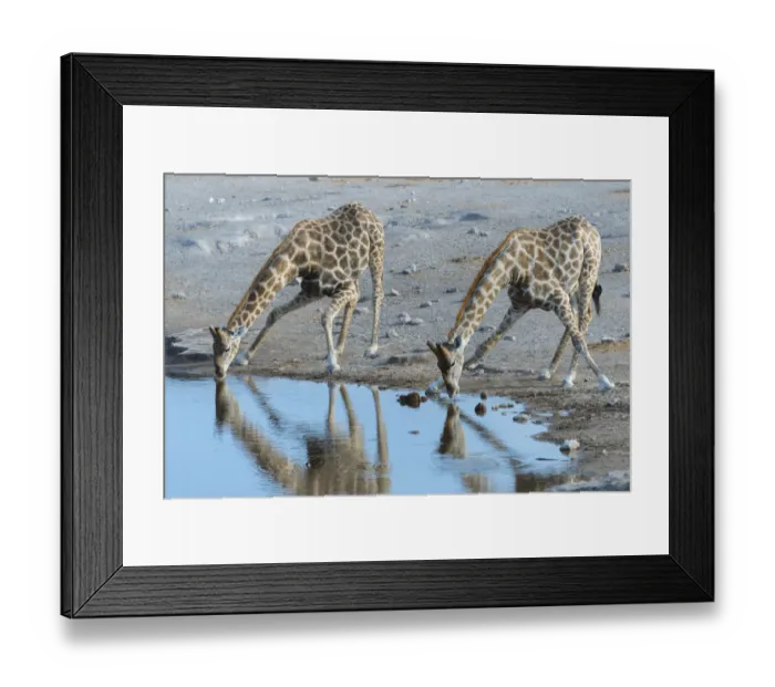 Framed Print : Two Giraffes -Giraffa camelopardis- drinking at the Chudop waterhole, Etosha National Park, Namibia Framed Print : Two Giraffes -Giraffa camelopardis- drinking at the Chudop waterhole, Etosha National Park, Namibia