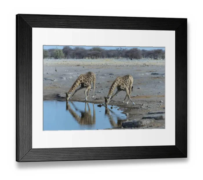 Framed Print : Two Giraffes -Giraffa camelopardis- drinking at the Chudop waterhole, Etosha National Park, Namibia Framed Print : Two Giraffes -Giraffa camelopardis- drinking at the Chudop waterhole, Etosha National Park, Namibia
