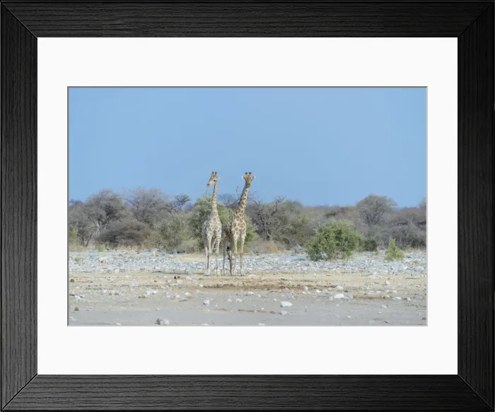 Framed Print : Two Giraffes -Giraffa camelopardis- standing side by side, Etosha National Park, Namibia