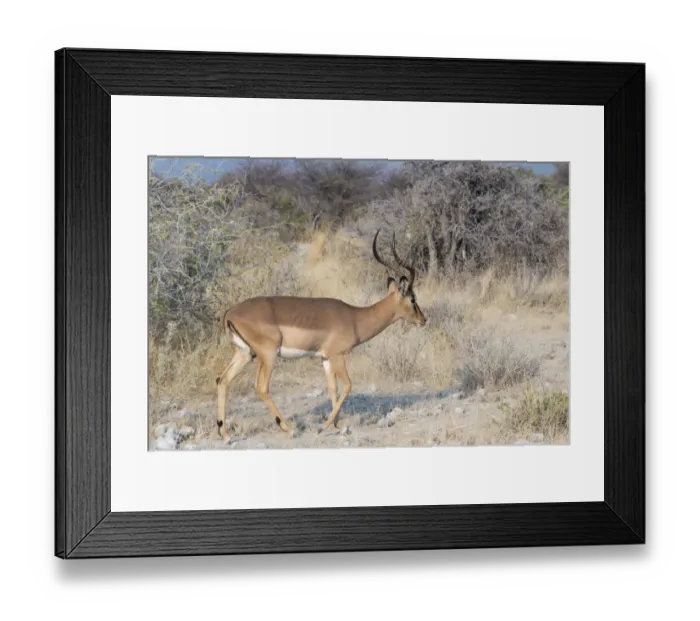 Framed Print : Blacked-faced Impala -Aepyceros melampus petersi-, Etosha National Park, Namibia Framed Print : Blacked-faced Impala -Aepyceros melampus petersi-, Etosha National Park, Namibia
