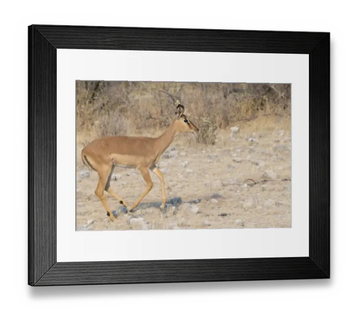 Framed Print : Blacked-faced Impala -Aepyceros melampus petersi-, Etosha National Park, Namibia Framed Print : Blacked-faced Impala -Aepyceros melampus petersi-, Etosha National Park, Namibia
