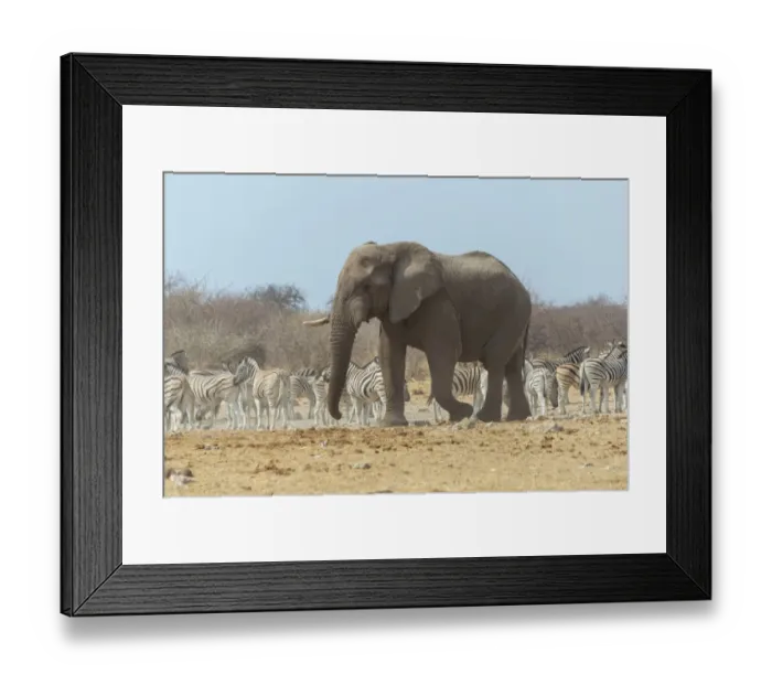 Framed Print : African Bush Elephant -Loxodonta africana- in front of a herd of Burchells Zebras or Steppe Zebras -Equus quagga burchellii-, Etosha National Park, Namibia Framed Print : African Bush Elephant -Loxodonta africana- in front of a herd of Burchells Zebras or Steppe Zebras -Equus quagga burchellii-, Etosha National Park, Namibia