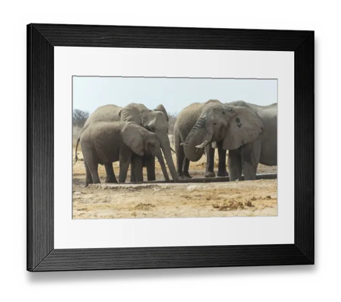 Framed Print : Herd of African Bush Elephants -Loxodonta africana-, drinking, Tsumcor Waterhole, Etosha National Park, Namibia Framed Print : Herd of African Bush Elephants -Loxodonta africana-, drinking, Tsumcor Waterhole, Etosha National Park, Namibia