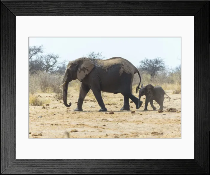 Framed Print : Elephant cow with a calf, African Bush Elephants -Loxodonta africana-, Etosha National Park, Namibia Framed Print : Elephant cow with a calf, African Bush Elephants -Loxodonta africana-, Etosha National Park, Namibia