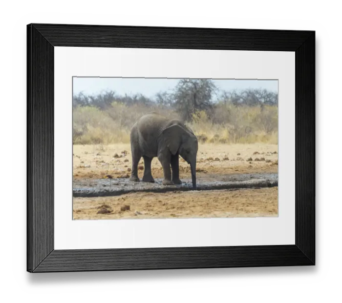 Framed Print : African Bush Elephant -Loxodonta africana- at a waterhole, Etosha National Park, Namibia Framed Print : African Bush Elephant -Loxodonta africana- at a waterhole, Etosha National Park, Namibia