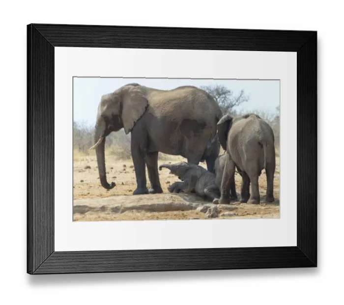 Framed Print : Herd of African Bush Elephants -Loxodonta africana- at Tsumcor Waterhole, Etosha National Park, Namibia Framed Print : Herd of African Bush Elephants -Loxodonta africana- at Tsumcor Waterhole, Etosha National Park, Namibia