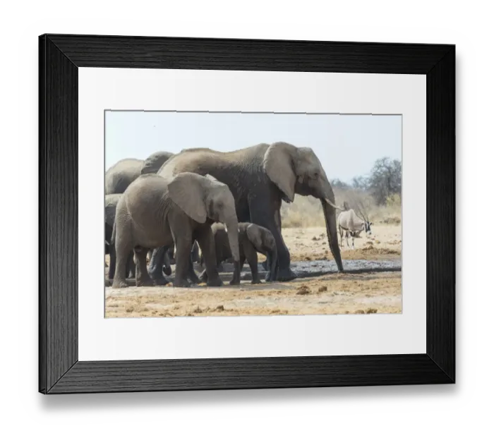 Framed Print : Herd of African Bush Elephants -Loxodonta africana-, drinking, Tsumcor Waterhole, Etosha National Park, Namibia Framed Print : Herd of African Bush Elephants -Loxodonta africana-, drinking, Tsumcor Waterhole, Etosha National Park, Namibia
