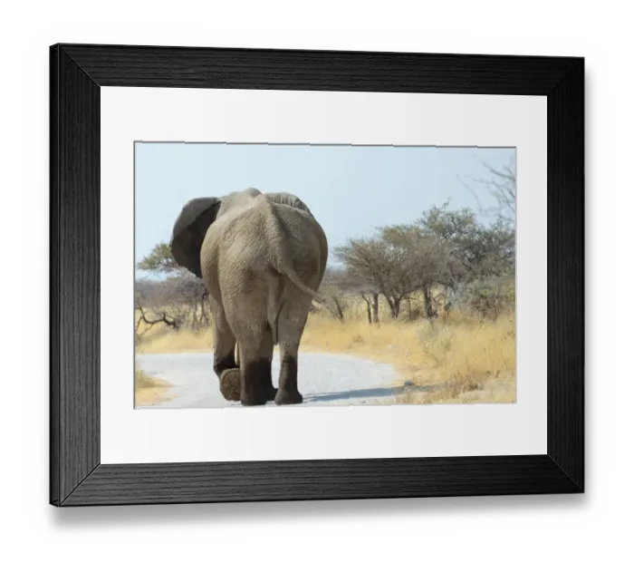 Framed Print : African Bush Elephant -Loxodonta africana-, from behind, with wet feet, walking along a road, Etosha National Park, Namibia Framed Print : African Bush Elephant -Loxodonta africana-, from behind, with wet feet, walking along a road, Etosha National Park, Namibia