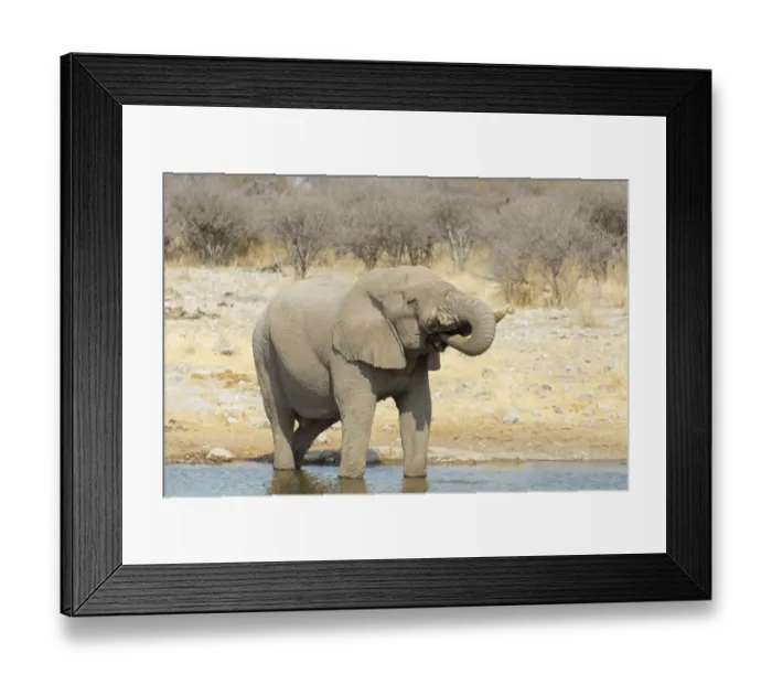 Framed Print : African Bush Elephant -Loxodonta africana-, drinking, Koinachas Waterhole, Etosha National Park, Namibia Framed Print : African Bush Elephant -Loxodonta africana-, drinking, Koinachas Waterhole, Etosha National Park, Namibia