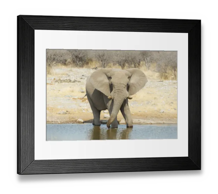 Framed Print : African Bush Elephant -Loxodonta africana-, drinking, Koinachas Waterhole, Etosha National Park, Namibia Framed Print : African Bush Elephant -Loxodonta africana-, drinking, Koinachas Waterhole, Etosha National Park, Namibia