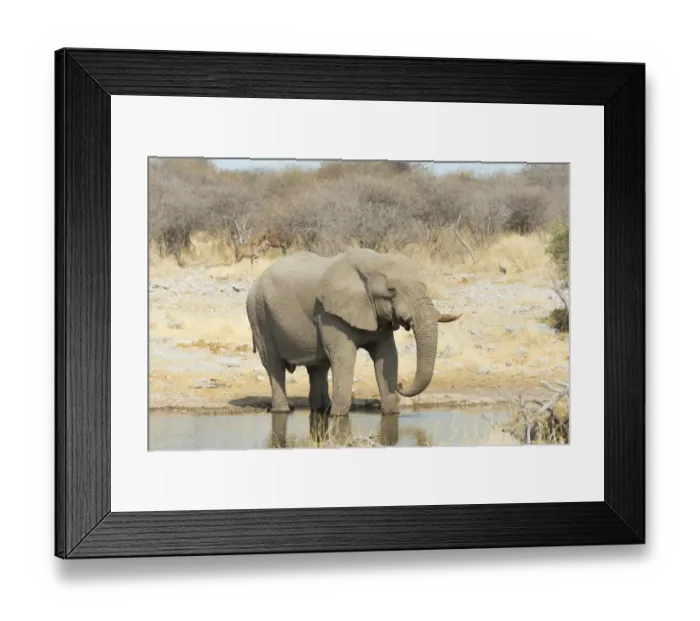 Framed Print : African Bush Elephant -Loxodonta africana-, drinking, Koinachas Waterhole, Etosha National Park, Namibia Framed Print : African Bush Elephant -Loxodonta africana-, drinking, Koinachas Waterhole, Etosha National Park, Namibia