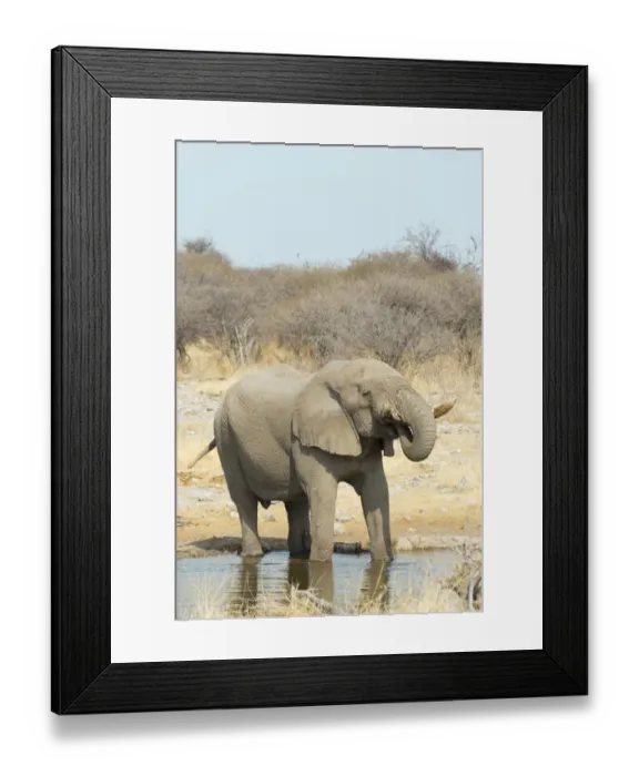 Framed Print : African Bush Elephant -Loxodonta africana-, drinking, Koinachas Waterhole, Etosha National Park, Namibia Framed Print : African Bush Elephant -Loxodonta africana-, drinking, Koinachas Waterhole, Etosha National Park, Namibia