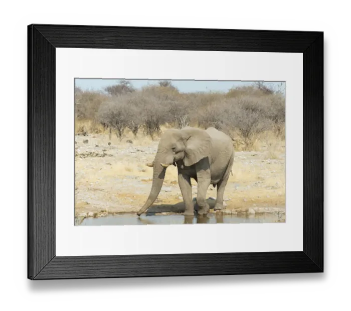 Framed Print : African Bush Elephant -Loxodonta africana-, drinking, Koinachas Waterhole, Etosha National Park, Namibia Framed Print : African Bush Elephant -Loxodonta africana-, drinking, Koinachas Waterhole, Etosha National Park, Namibia