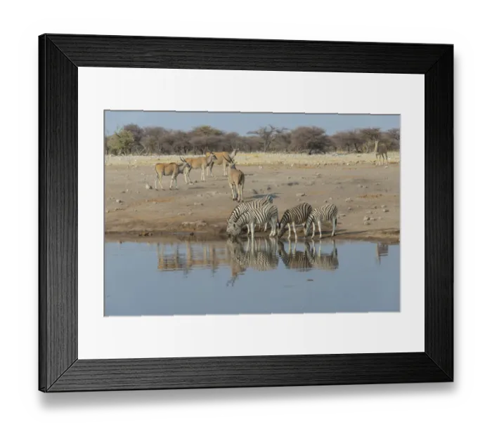 Framed Print : Zebra herd drinking, Burchells zebras -Equus quagga burchellii-, behind elands -Taurotragus oryx-, Chudop water hole, Etosha National Park, Namibia Framed Print : Zebra herd drinking, Burchells zebras -Equus quagga burchellii-, behind elands -Taurotragus oryx-, Chudop water hole, Etosha National Park, Namibia