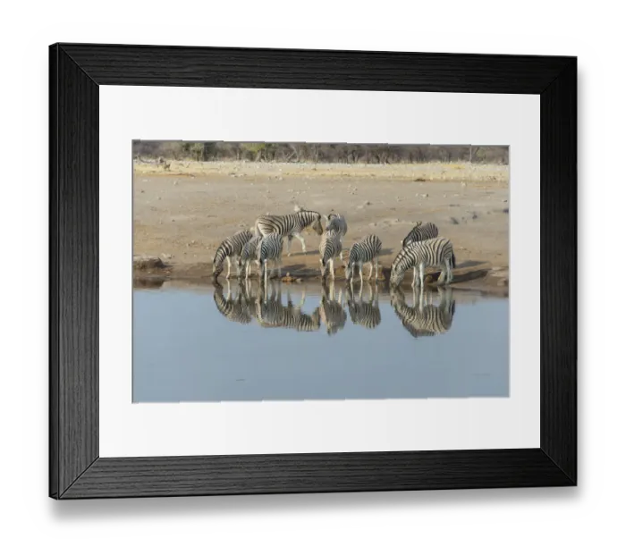 Framed Print : Zebra herd drinking, Burchells zebras -Equus quagga burchellii-, Chudop water hole, Etosha National Park, Namibia Framed Print : Zebra herd drinking, Burchells zebras -Equus quagga burchellii-, Chudop water hole, Etosha National Park, Namibia
