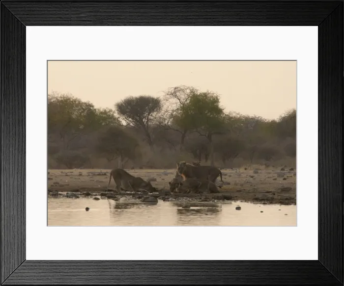 Framed Print : Lions -Panthera leo-, pride of lions drinking at the watering hole, Klein Namutoni waterhole, Etosha National Park, Namibia Framed Print : Lions -Panthera leo-, pride of lions drinking at the watering hole, Klein Namutoni waterhole, Etosha National Park, Namibia