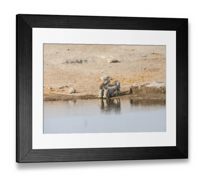 Framed Print : Two warthogs -Phacochoerus africanus- drinking, Etosha National Park, Namibia Framed Print : Two warthogs -Phacochoerus africanus- drinking, Etosha National Park, Namibia