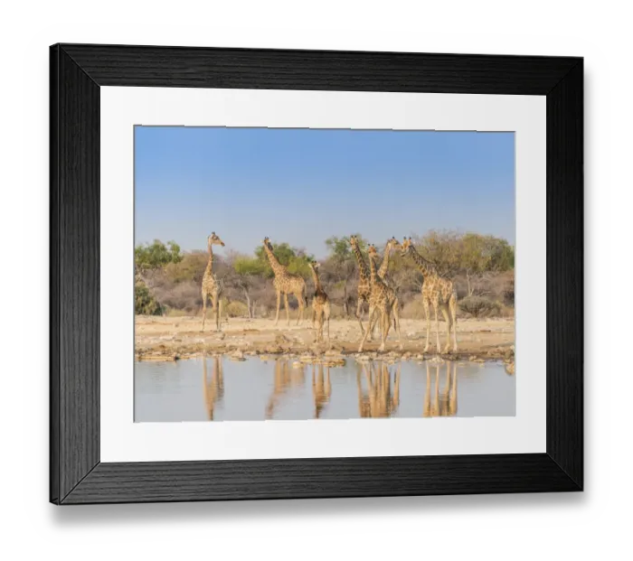 Framed Print : Giraffes -Giraffa camelopardis-, Klein Namutoni water hole, Etosha National Park, Namibia
