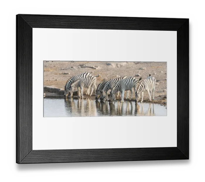 Framed Print : Herd of Burchells Zebras -Equus quagga burchellii- drinking at water, Chudop water hole, Etosha National Park, Namibia