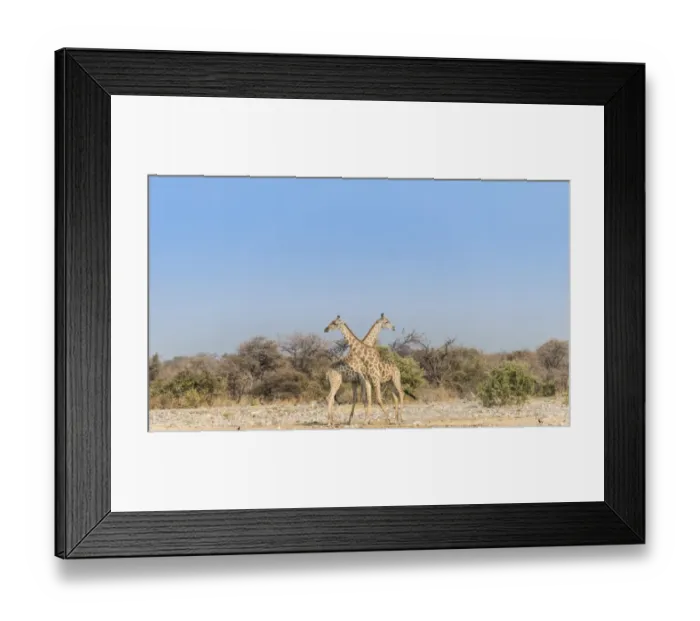 Framed Print : Two giraffes -Giraffa camelopardis- with crossed necks, Etosha National Park, Namibia Framed Print : Two giraffes -Giraffa camelopardis- with crossed necks, Etosha National Park, Namibia