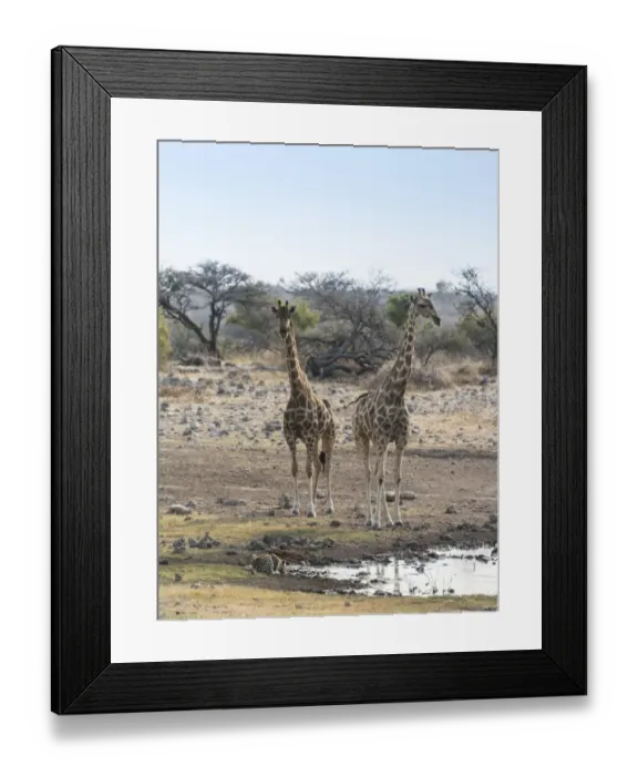 Framed Print : Giraffes -Giraffa camelopardis-, drinking leopard -Panthera pardus-, Koinachas water hole, Etosha National Park, Namibia