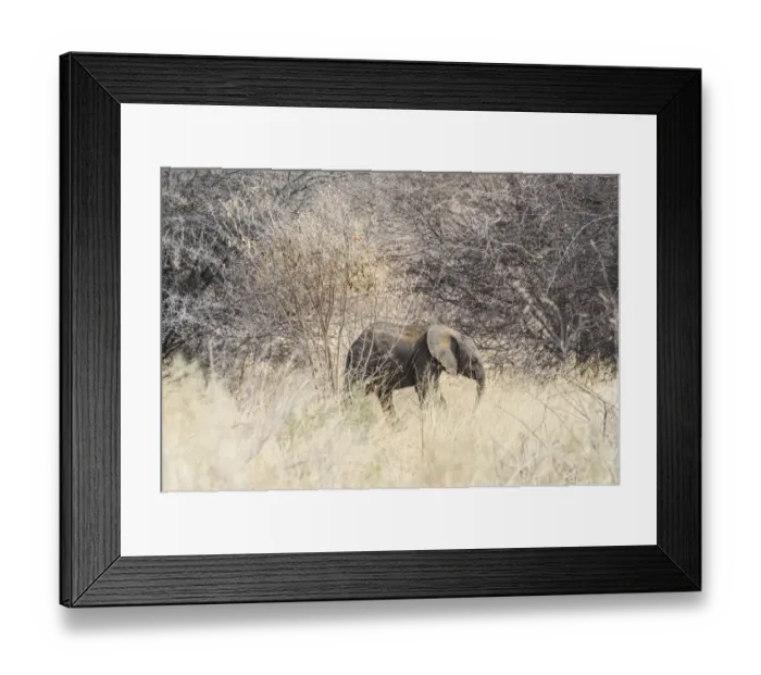 Framed Print : Young African Bush Elephant -Loxodonta africana- in the bush, Etosha National Park, Namibia Framed Print : Young African Bush Elephant -Loxodonta africana- in the bush, Etosha National Park, Namibia